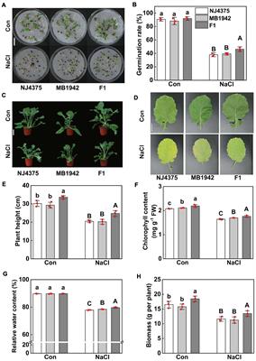 Nitric Oxide Is Associated With Heterosis of Salinity Tolerance in Brassica napus L.